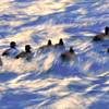 Pastel with Tufted ducks / 2012